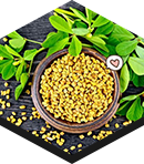 fenugreek